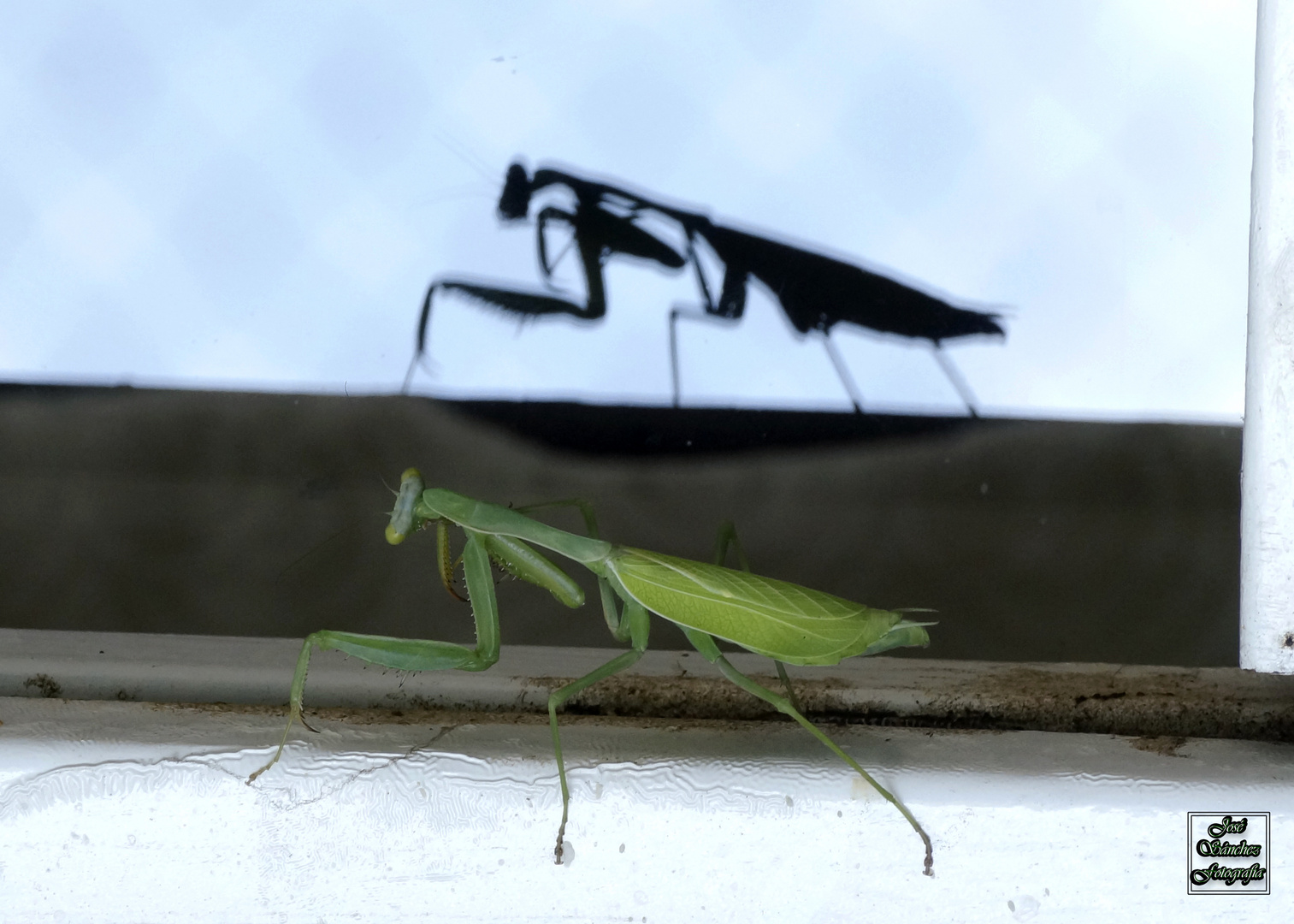 Mantis y su sombra