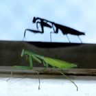 Mantis y su sombra
