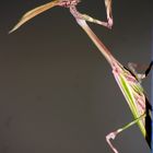 mantis1