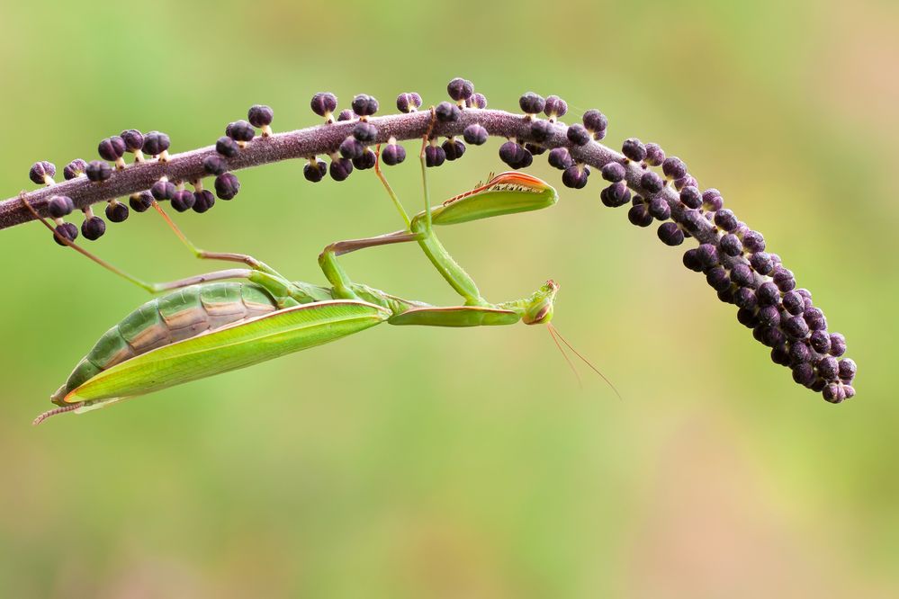 Mantis2