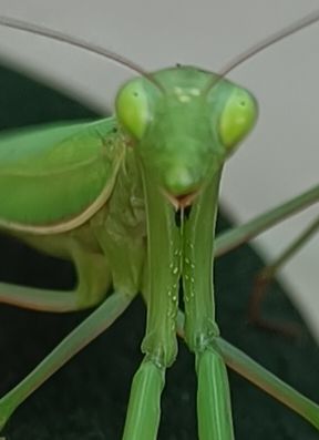 Mantis2