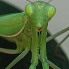 Mantis2