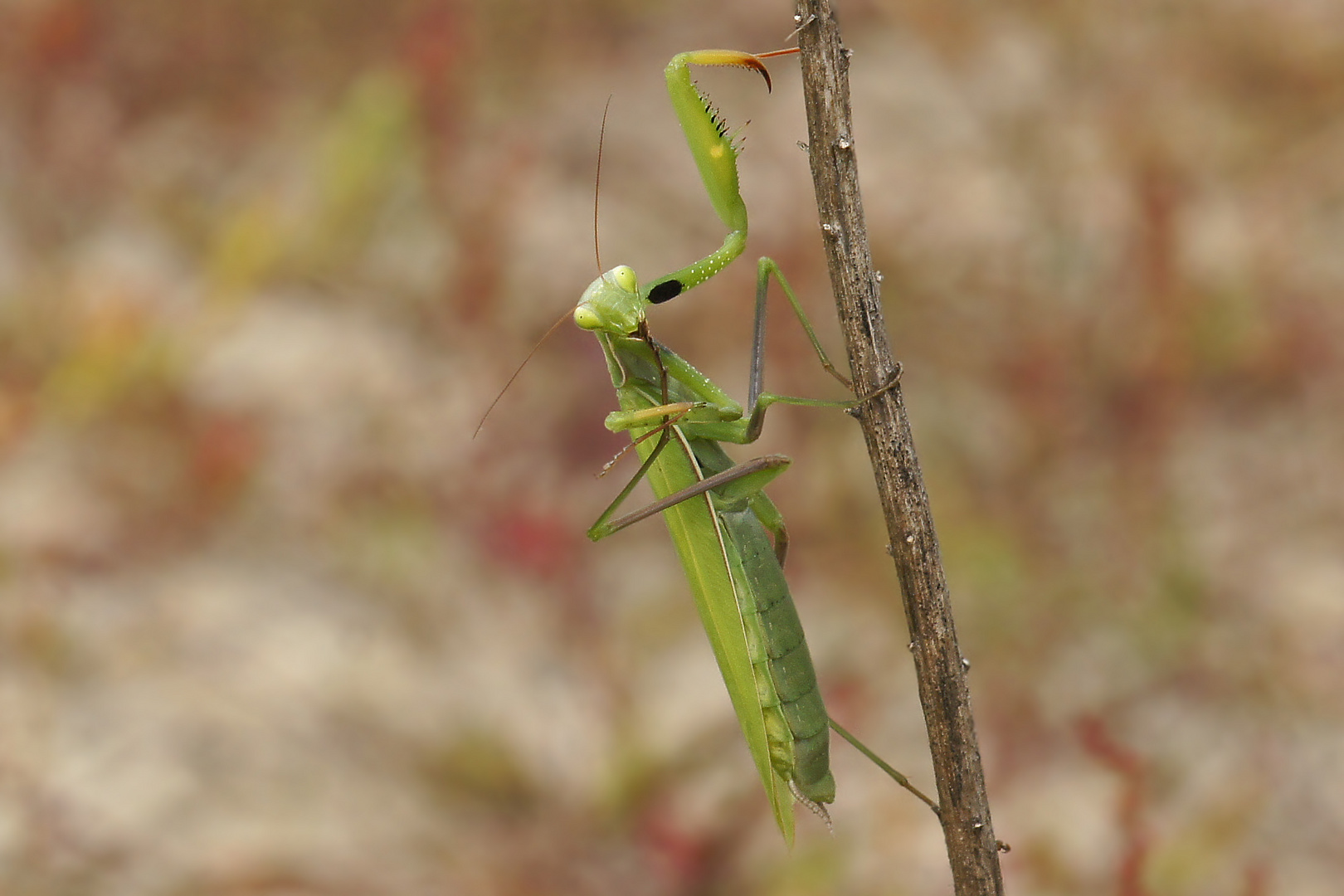 Mantische Fußpflege ;-))