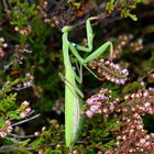 Mantisweibchen in der Göbelner Heide