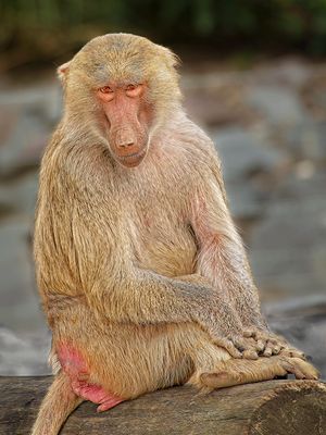 Mantled baboon