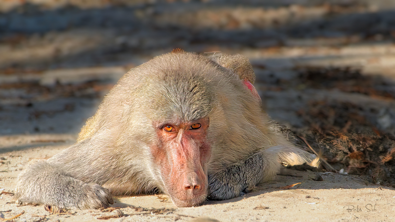 Mantled baboon