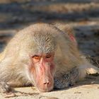 Mantled baboon