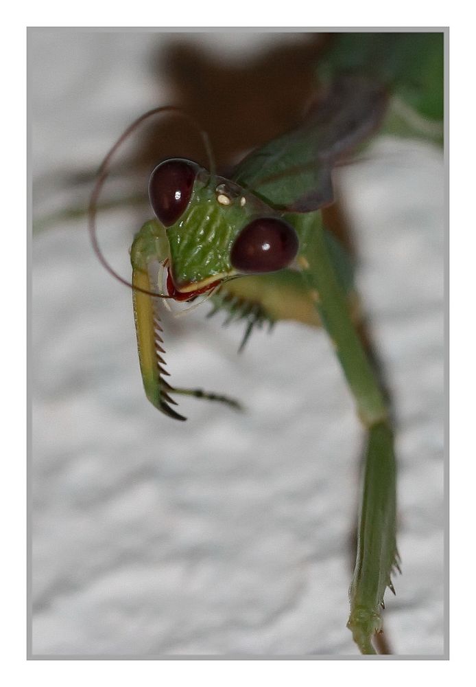 *Mantodea*