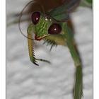 *Mantodea*