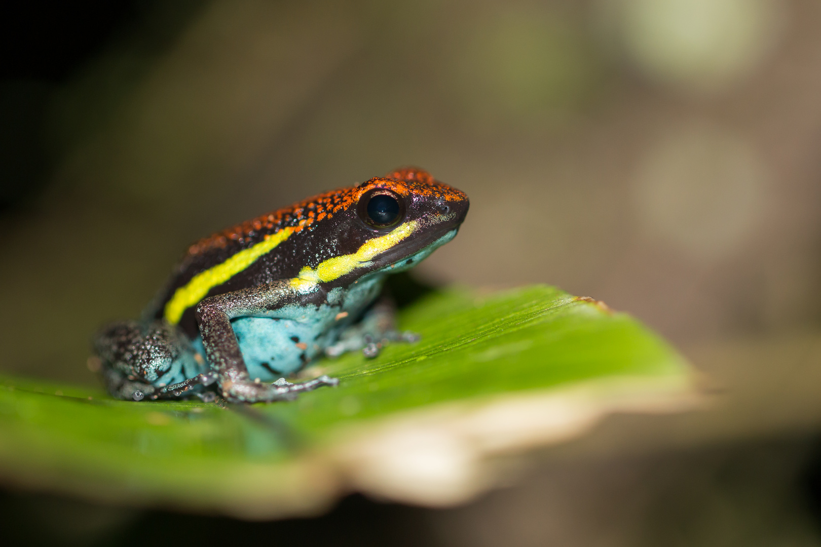 Manu poison frog (Ameerega macero)