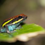 Manu poison frog (Ameerega macero)