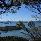 Manukau Harbour