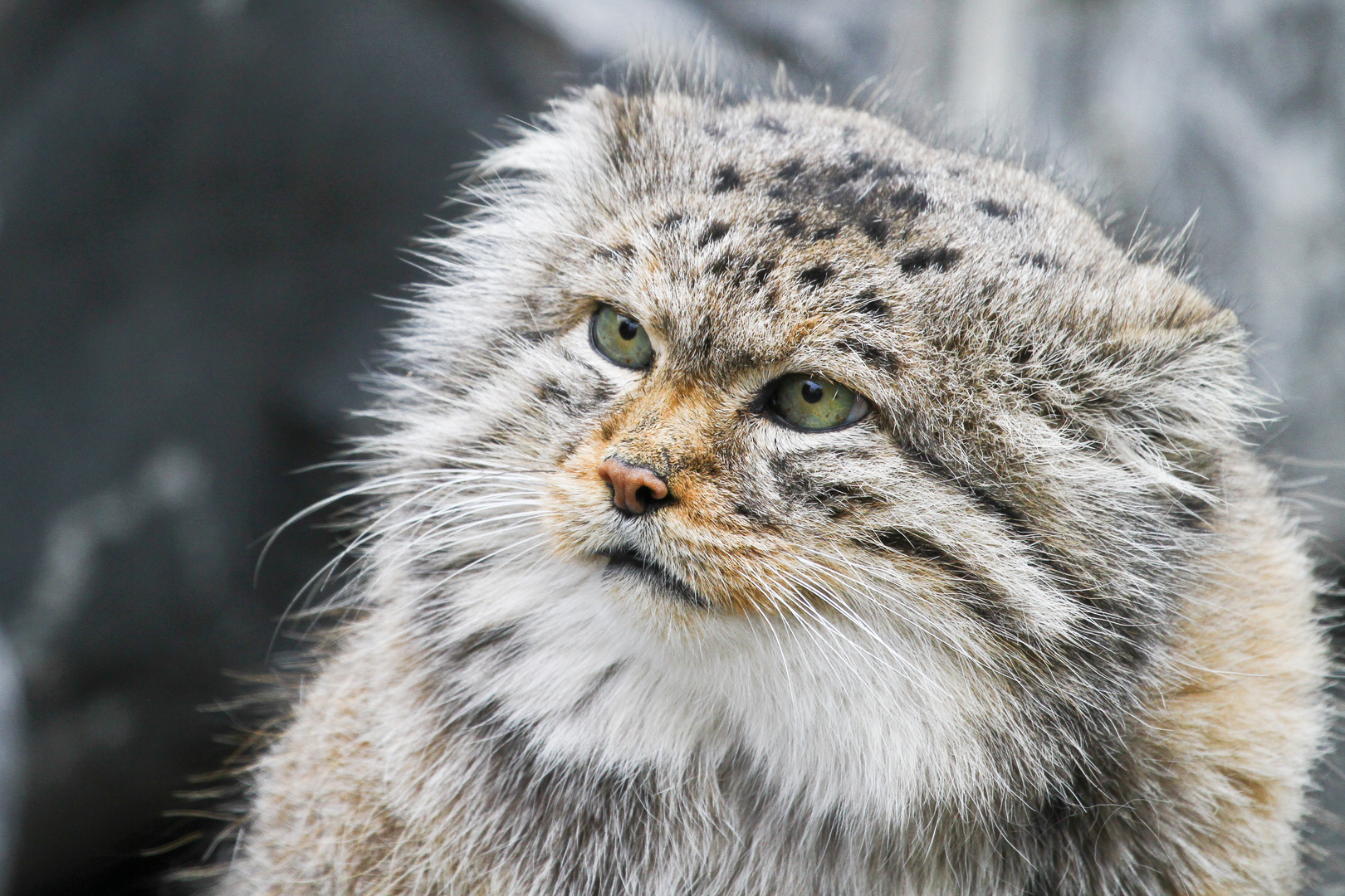 Manul