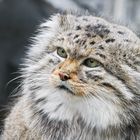 Manul