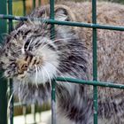 Manul