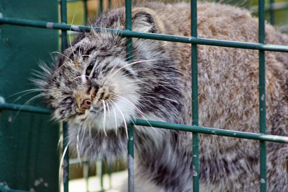 Manul