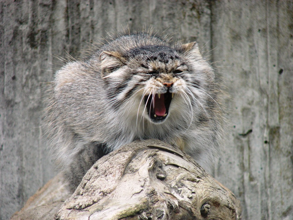 Manul