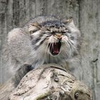 Manul