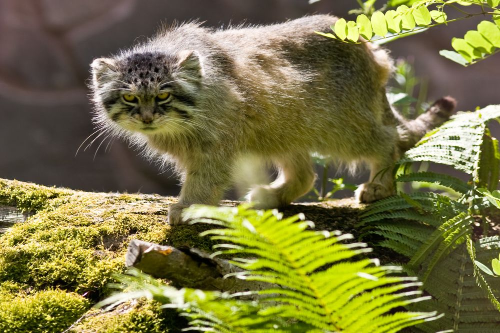 Manul