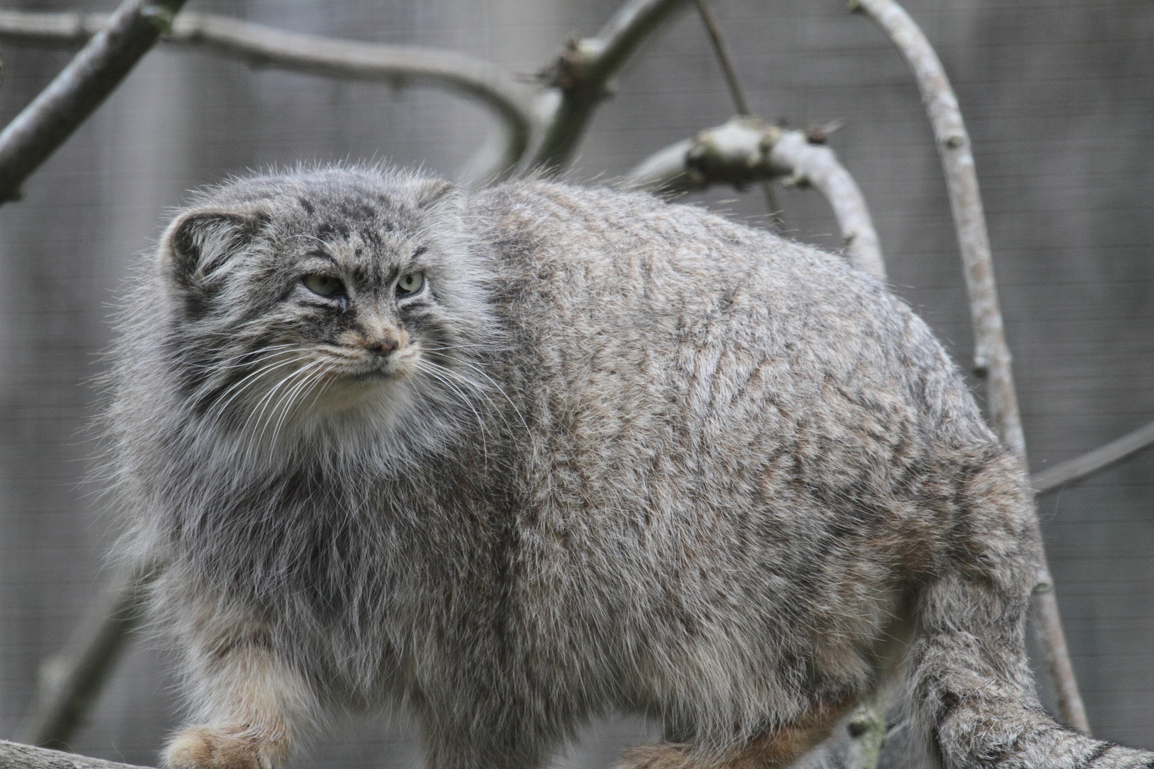 manul .