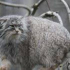 manul .