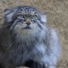 Manul