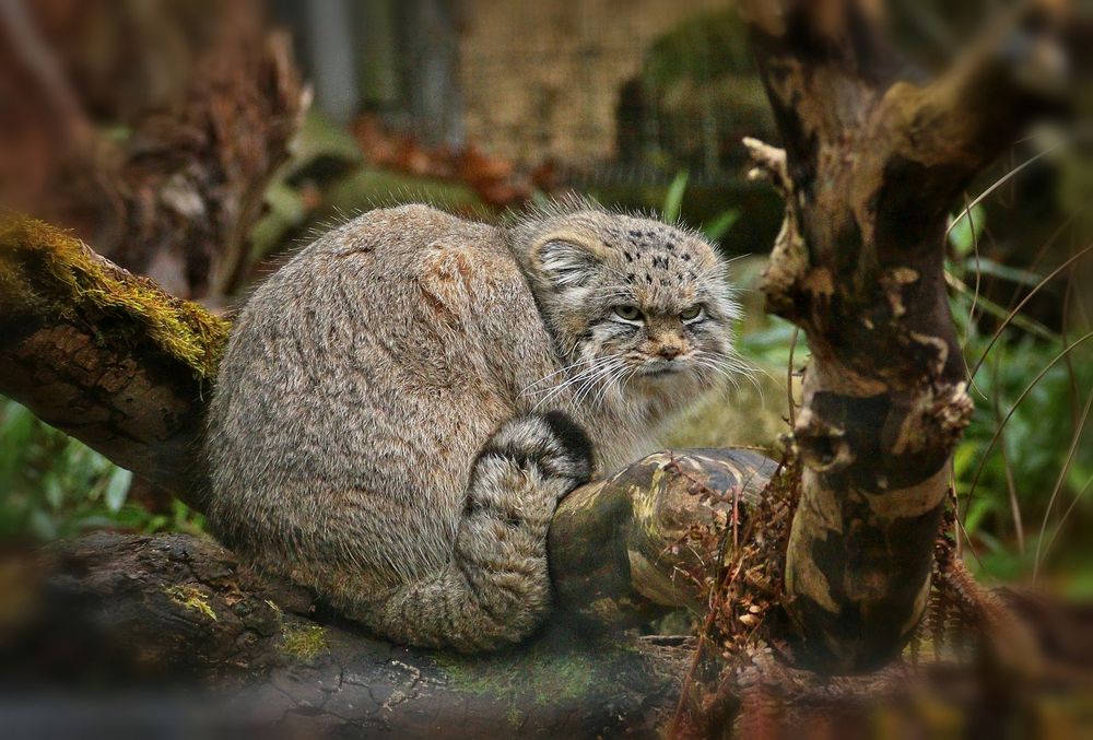 Manul