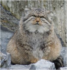 Manul 3