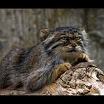 Manul