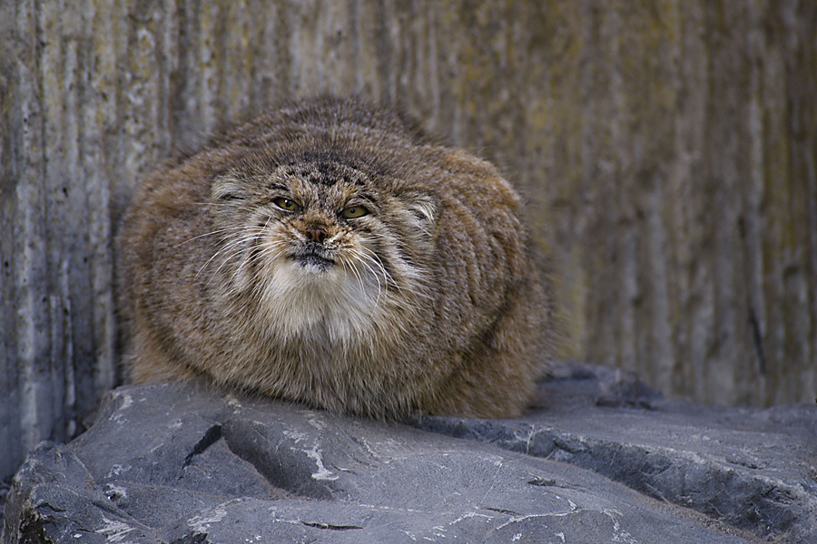 Manul