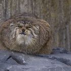 Manul