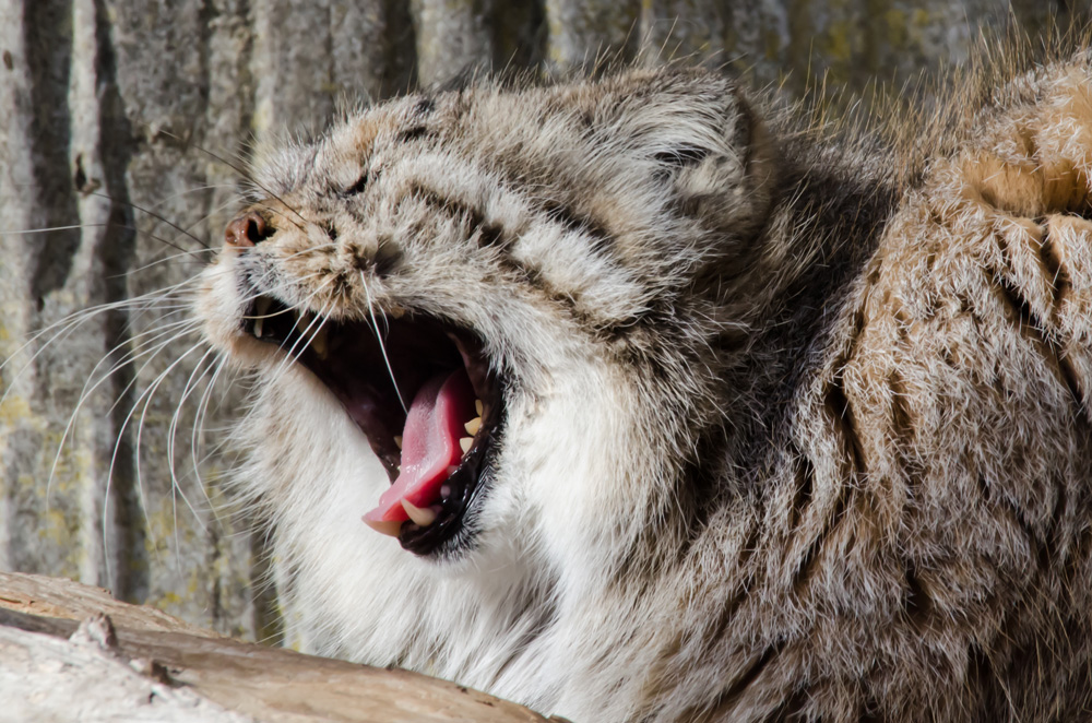 Manul