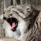 Manul