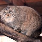 Manul