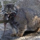 Manul