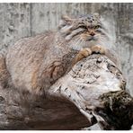 Manul