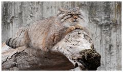 Manul