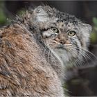 Manul