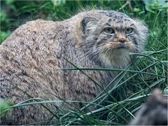 Manul