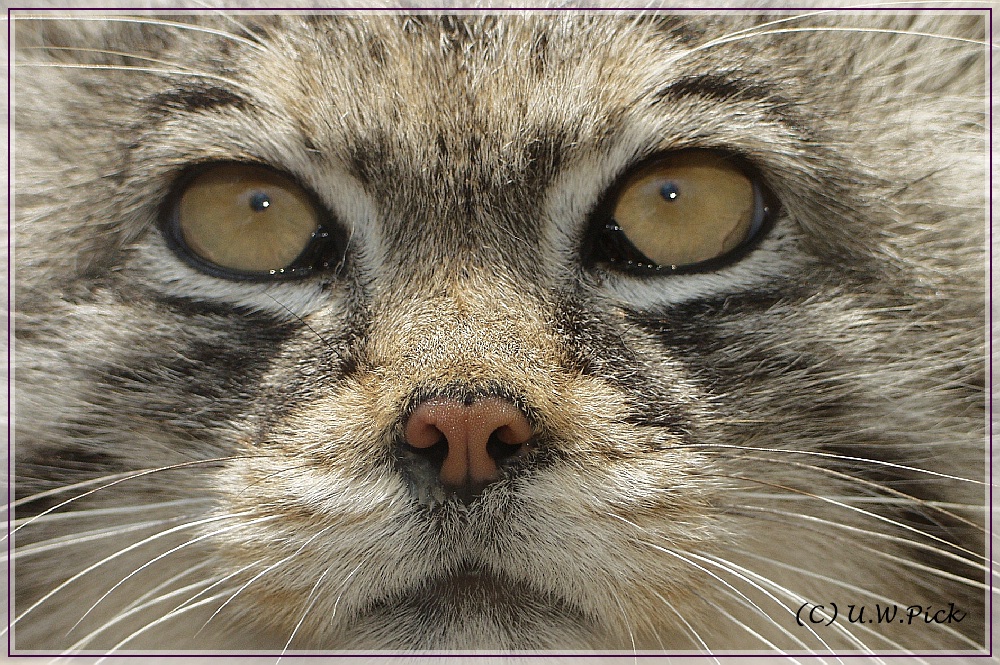 Manul