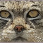 Manul