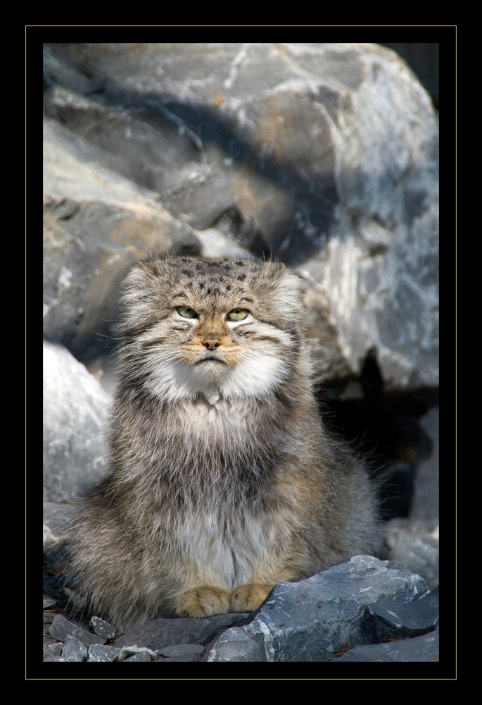 Manul