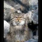 Manul