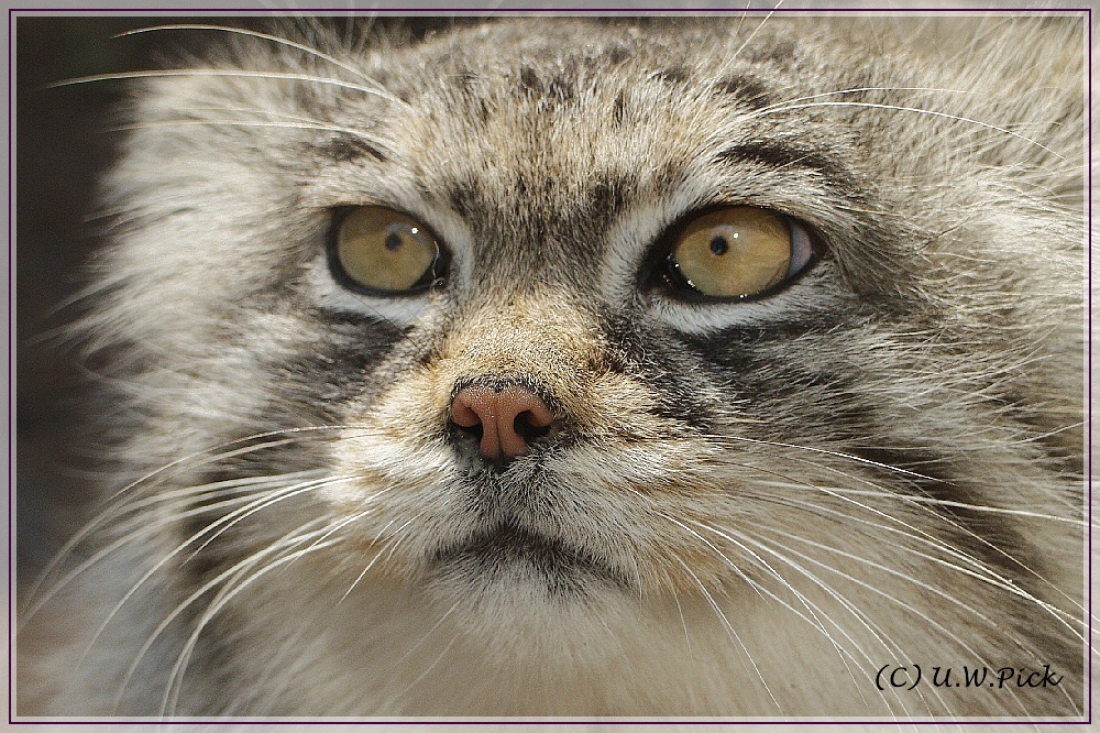 Manul