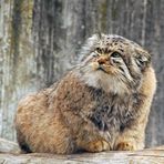 Manul