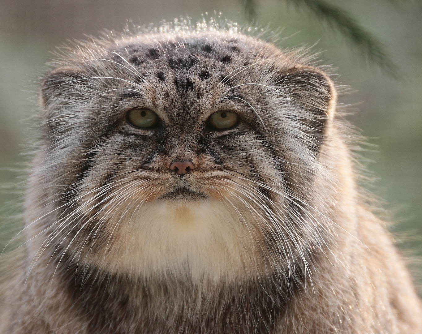 Manul .