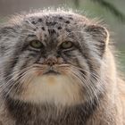 Manul .