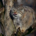 Manul