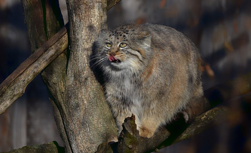 Manul