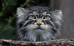 Manul